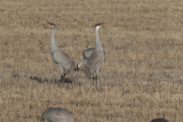 Sandhill Crane Bosque del Apache Wildlife Reserve New Mexico USA