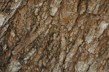 Embossed texture of the bark of trees. the vintage photo style of the old bark tree texture abstract background.