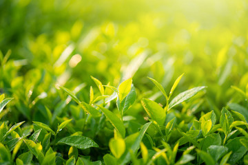 Green tea buds and leaves at early morning on plantation