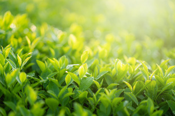 Green tea buds and leaves at early morning on plantation
