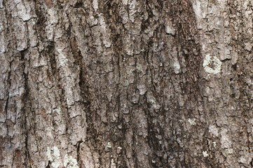 Fototapeta premium Embossed texture of the bark of trees. the vintage photo style of the old bark tree texture abstract background.