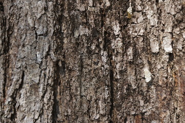 Fototapeta premium Embossed texture of the bark of trees. the vintage photo style of the old bark tree texture abstract background.