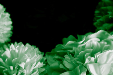 Beautiful abstract color white and green flowers on black background and light black and dark flower frame and green leaves texture, dark background, green banner happy valentine