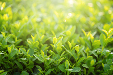 Green tea buds and leaves at early morning on plantation