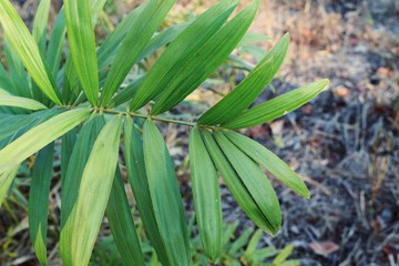 Obraz premium green leaf with water drops