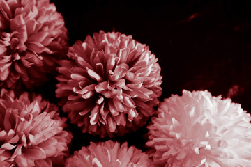 Beautiful abstract color pink and red flowers graphic on black background and light black and pink flower frame and pink leaves texture, dark background, red banner happy valentine