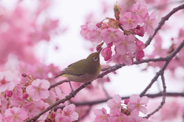 メジロと河津桜
