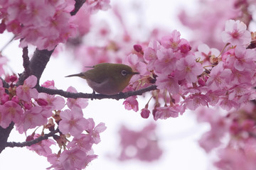 メジロと河津桜