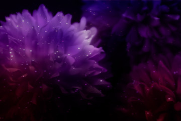 Beautiful abstract color blue pink and purple flowers on black background and blue graphic white flower frame and pink leaves texture, purple background, colorful flowers graphics banner 