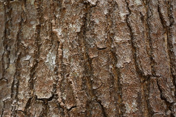 Embossed texture of the bark of trees. the vintage photo style of the old bark tree texture abstract background.