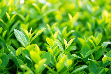 Green tea buds and leaves at early morning on plantation