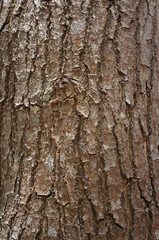 Fototapeta premium Embossed texture of the bark of trees. the vintage photo style of the old bark tree texture abstract background.