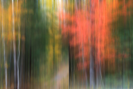 Intentional motion blur of colorful autumn trees