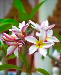 beautiful bright fresh flowers in Thailand