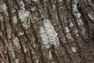 Embossed texture of the bark of trees. the vintage photo style of the old bark tree texture abstract background.
