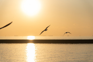 seagulls on sunset at Tokyo Bay.