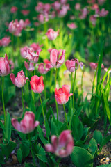 Tulips blooming in Seoul Forest Park