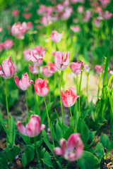 Tulips blooming in Seoul Forest Park
