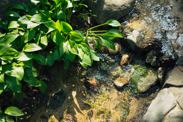 Flowing water and green plants