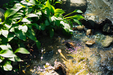 Flowing water and green plants