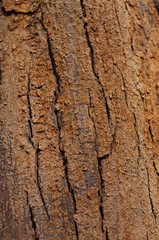 Embossed texture of the bark of trees. the vintage photo style of the old bark tree texture abstract background.