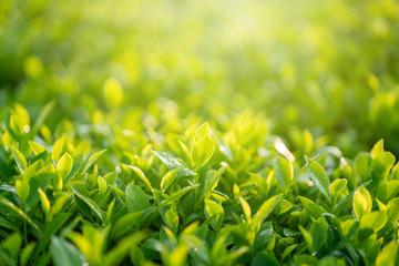 Green tea buds and leaves at early morning on plantation