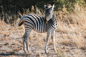Young Burchell Zebra Foal in Moremi Game Reserve