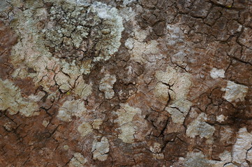 Embossed texture of the bark of trees. the vintage photo style of the old bark tree texture abstract background.
