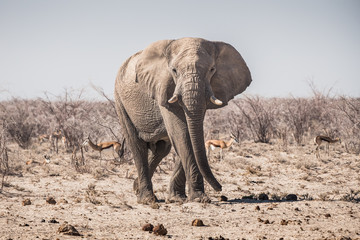 Fototapeta premium Elephant Bull Standing in Etosha National Park