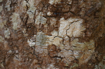 Embossed texture of the bark of trees. the vintage photo style of the old bark tree texture abstract background.