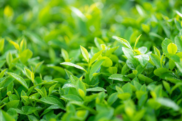 Green tea buds and leaves at early morning on plantation