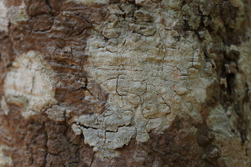 Embossed texture of the bark of trees. the vintage photo style of the old bark tree texture abstract background.