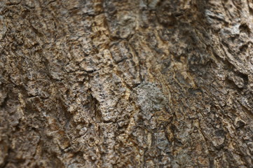 Embossed texture of the bark of trees. the vintage photo style of the old bark tree texture abstract background.