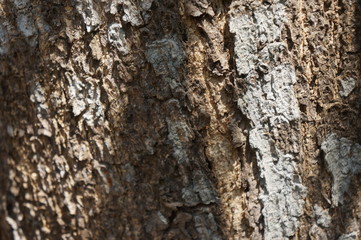 Embossed texture of the bark of trees. the vintage photo style of the old bark tree texture abstract background.