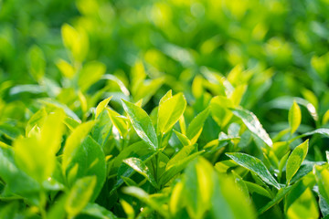 Green tea buds and leaves at early morning on plantation