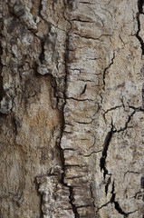 wood bark texture closeup for natural brown abstract bacgkround
