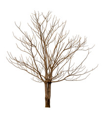 Isolated tree in winter with no leaves on white background