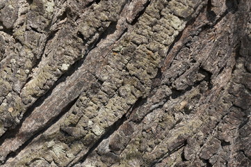 wood bark texture closeup for natural brown abstract bacgkround