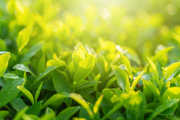 Green tea buds and leaves at early morning on plantation