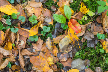 Abstract background of autumn leaves in the forest. Autumn background.