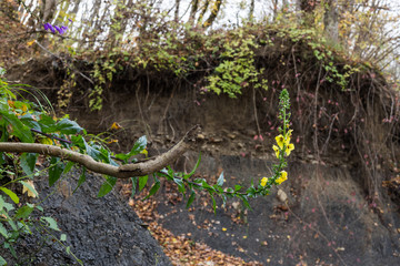 Bank of the forest river with tree roots. Snags and fallen trees on a steep river bank with a growing flower