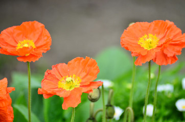 Fototapeta premium ヒナゲシの花