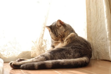 陽だまりで毛繕い猫アメリカンショートヘアー