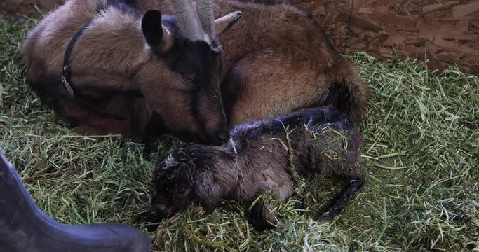 Mother goat giving birth to baby kid farm wife hel. Birth of new baby on family farm. Pack goat is used as a beast of burden, for packing cargo on hikes and hunting parties. Domesticated herd animals.