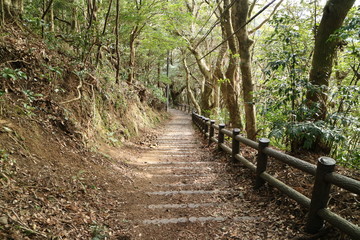 Obraz premium 千葉県南房総富山の登山道