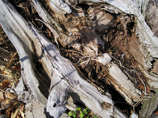 Abandoned wood