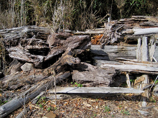 Abandoned wood