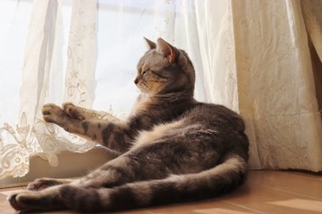 陽だまりで静かに遊ぶ猫アメリカンショートヘアー