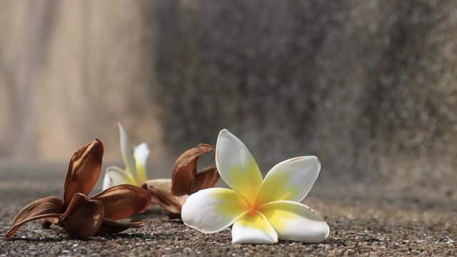 Beautiful sweet Plumeria flowers, blooming, concept for background texture. Vintage and natural background. close up flower. falling on the floor.