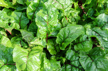 Fototapeta na wymiar Leaf of beetroot. Organic Closeup beetroot leaves from garden bed. Beetroot vegetable sprout foliage